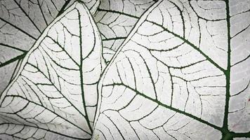 sfondo di piante a foglia. pianta bicolore di caladium foto