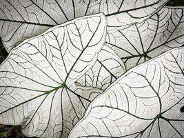 sfondo di piante a foglia. pianta bicolore di caladium foto