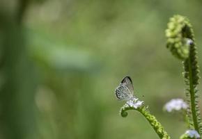 la farfalla comune, polyommatus icarus. foto