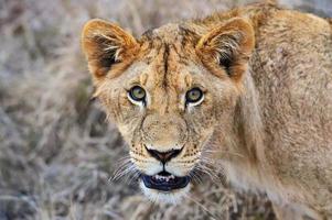 leoni Masai Mara foto