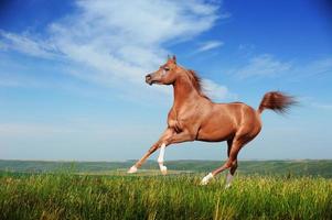 bellissimo cavallo arabo rosso in esecuzione al galoppo foto