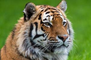 tigre siberiana (panthera tigris) foto