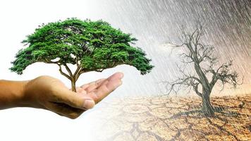 Idee per piantare alberi per proteggere l'ambiente. pianta in mano pronta da piantare foto