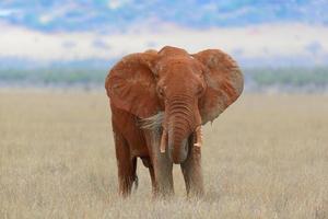 elefante nel parco nazionale del kenya