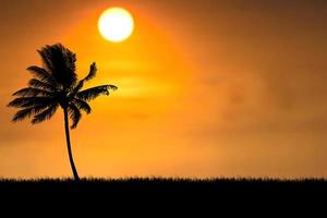 silhouette di albero di cocco con bella luce naturale. da usare come sfondo. vista della natura e concetto di tramonto foto
