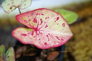 foglie di caladium in vaso ottima pianta per decorare il giardino foto