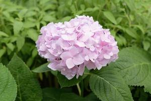 fiori di ortensia rosa in giardino foto