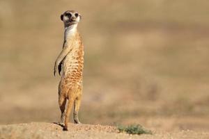 meerkat in guardia