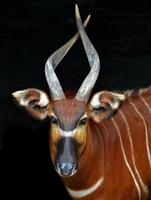 bongo africano (antilope) foto