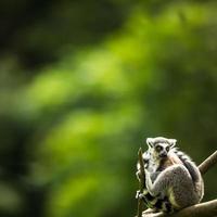 lemure kata (lemure catta) foto