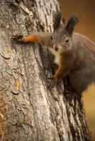 scoiattolo rosso su un albero foto