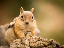 carino scoiattolo ben nutrito di noci e semi