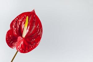 fiore di fenicottero rosso