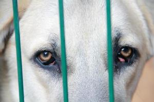 cane che piange in cattività foto