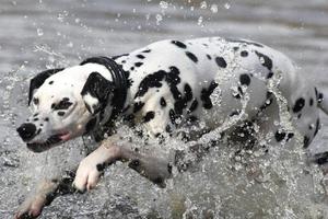 cane dalmata che corre in acqua
