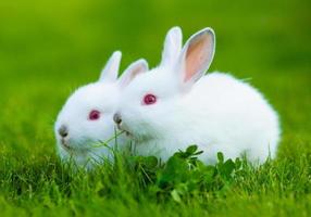 coniglio bianco del bambino divertente che mangia trifoglio in erba