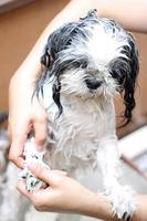 cane facendo una doccia con acqua e sapone. foto