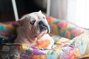 bulldog inglese sul suo letto foto