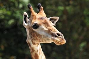 giraffa foto