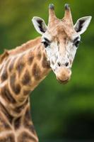giraffa (giraffa camelopardalis) foto
