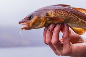 merluzzo appena pescato in un lago scozzese sulla mano del pescatore foto
