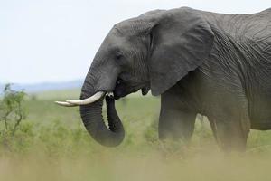 elefante africano (loxodonta africana) foto
