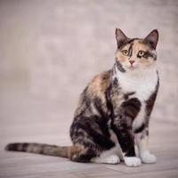 gatto domestico multicolore foto