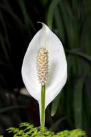 fiore bianco anthurium / fiore di fenicottero foto