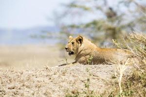 leone maschio africano in serengeti