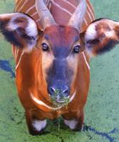 bongo africano (antilope) foto