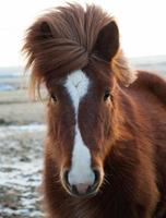 cavallo islandese