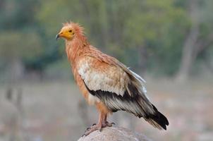 avvoltoio egiziano (neophron percnopterus) siede sulla pietra foto