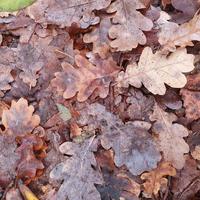 foto macro autunno foglie marroni