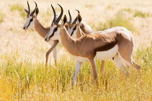 tre giovani antilope saltanti nel deserto del Kalahari foto