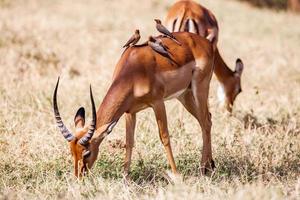 uccelli che si siedono sull'antilope impala che cammina il paesaggio dell'erba, Africa foto