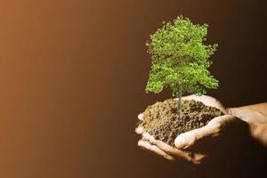 Idee per piantare alberi per proteggere l'ambiente. pianta in mano pronta da piantare foto