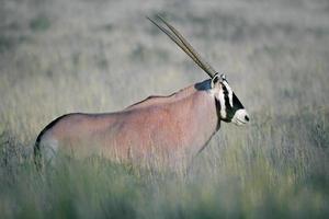 antilope gemsbok foto