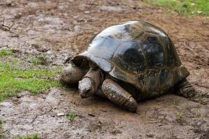 forse una specie estinta di tartaruga gigante delle seychelles foto