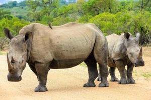 rinoceronte foto