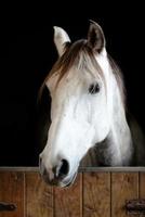 testa di cavallo bianco e grigio nella stalla