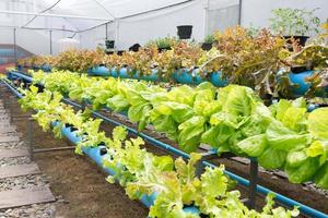 azienda agricola biologica idroponica di coltivazione vegetale foto