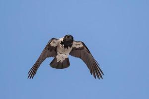 corvo grigio foto