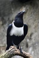 corvo pezzato (corvus albus) foto
