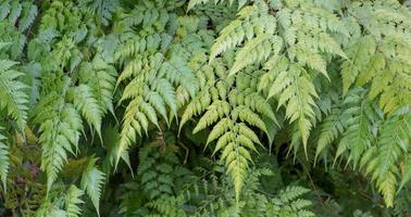 le felci che crescono naturalmente nella foresta pluviale foto