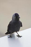 corvo grigio con gli occhi blu