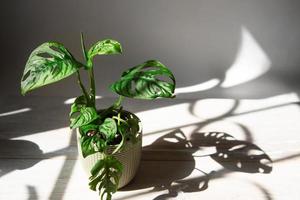 monstera obliqua maschera di scimmia foglia di primo piano sul davanzale in condizioni di luce solare intensa con ombre. piante da appartamento in vaso, decorazioni per la casa verdi, cura e coltivazione foto