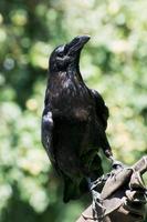 corvo (corvus corax)