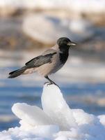 corvo seduto sul ghiaccio