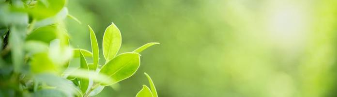 primo piano della natura vista foglia verde su sfondo verde sfocato sotto la luce del sole con bokeh e spazio di copia utilizzando come sfondo il paesaggio di piante naturali, concetto di copertura ecologica. foto