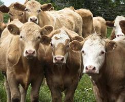 mucche curiose in un gruppo